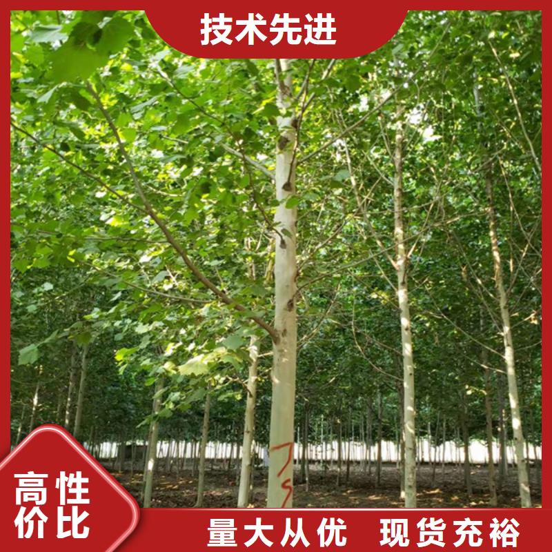速生法桐常年现货