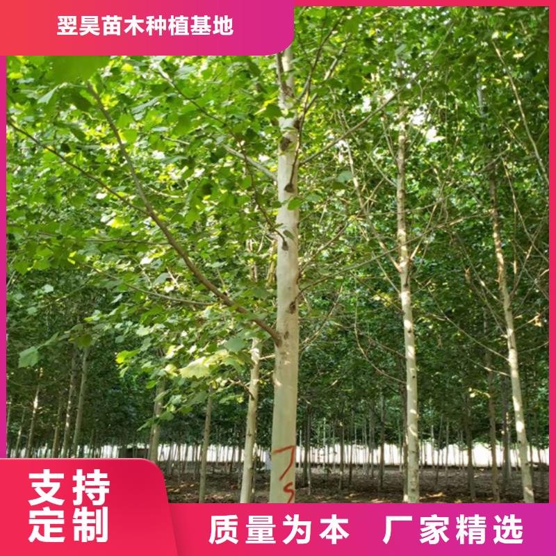 速生法桐价格低法桐