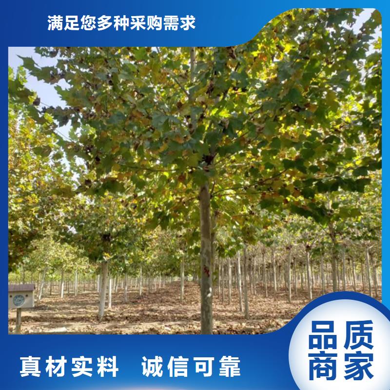 速生法桐报价法桐