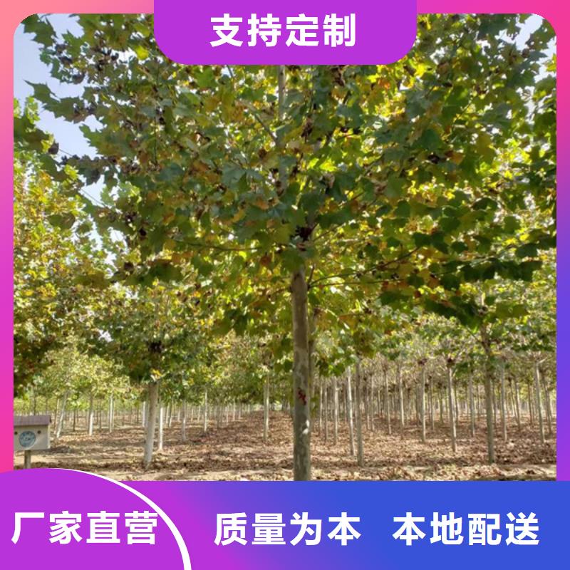 【法桐美国红枫专心专注专业】