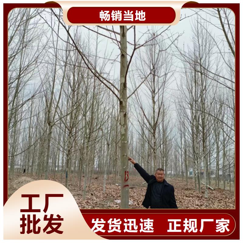信誉好的法桐小苗厂家_质量保证