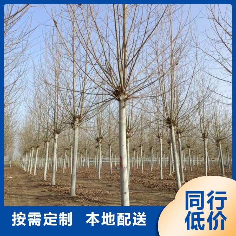 法桐黄金槐工厂直销