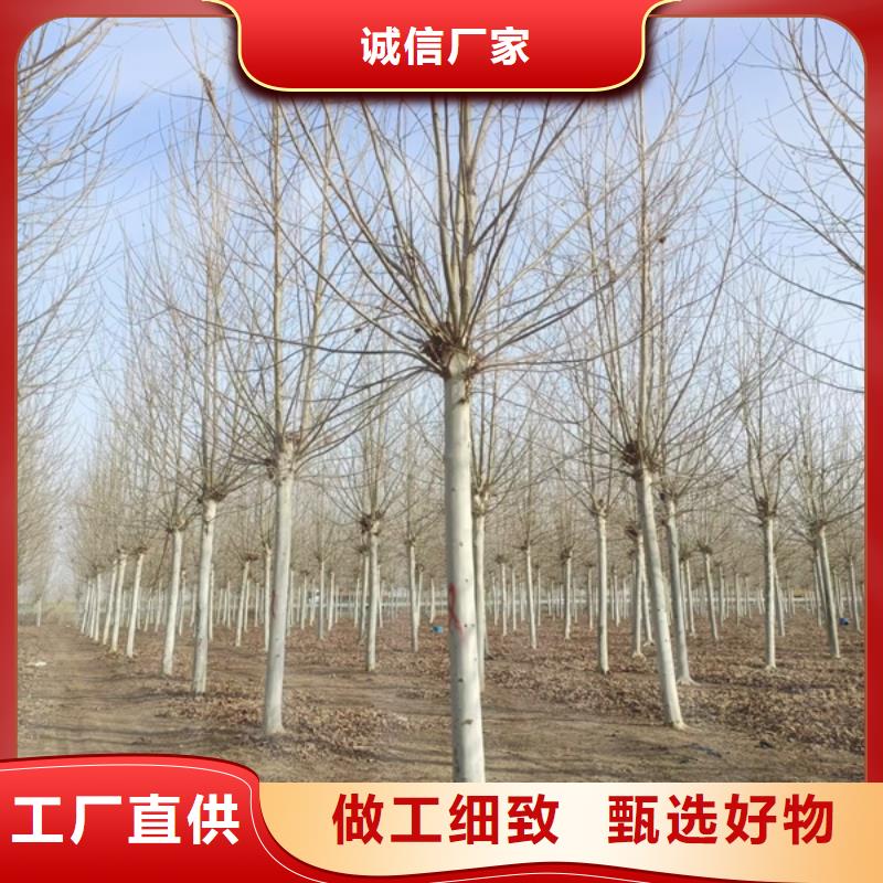 法桐质量放心法桐