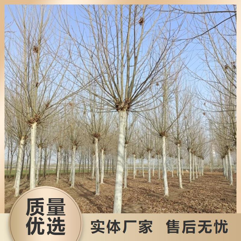 造型法桐放心选择法桐
