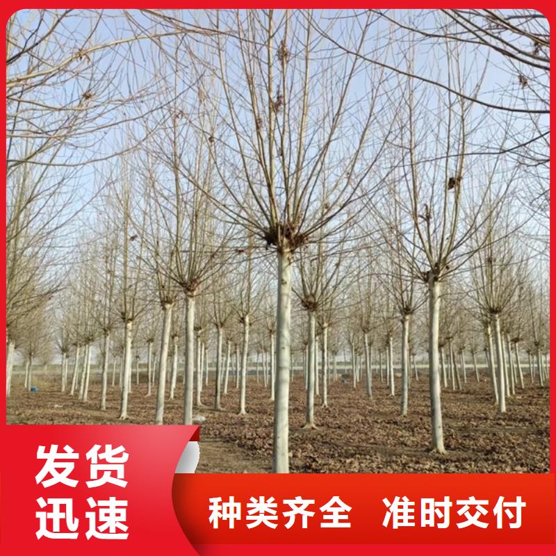 速生法桐价格低法桐
