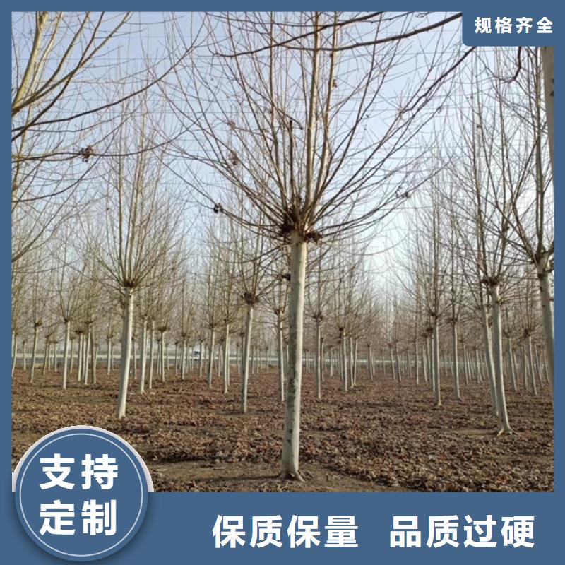 10公分法桐价格货源充足法桐
