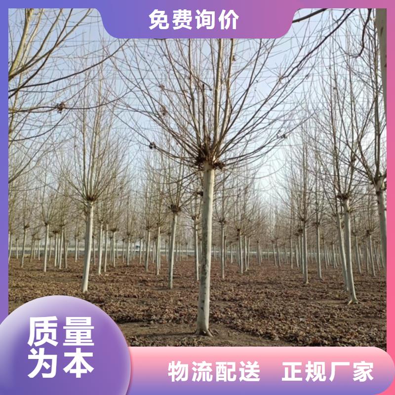 法桐,金叶槐好货有保障
