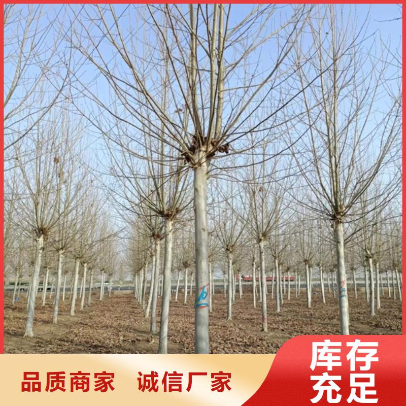 速生法桐价格合理法桐