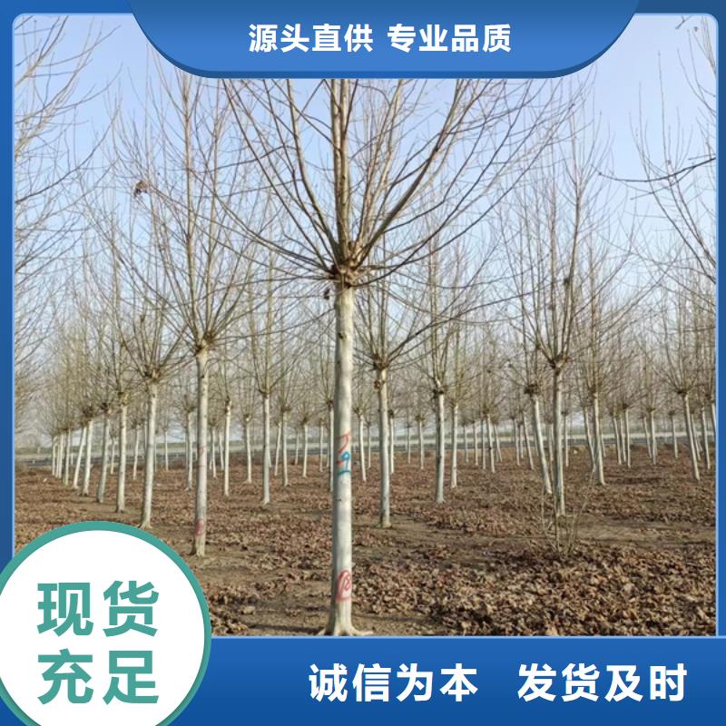 法桐价格供应法桐