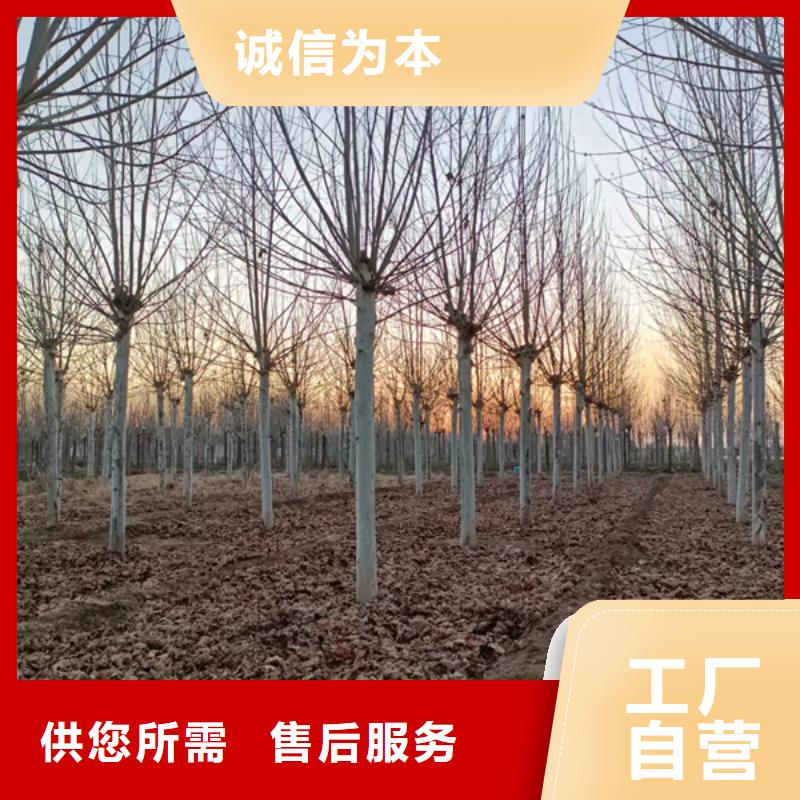 法桐黄金槐工厂直销