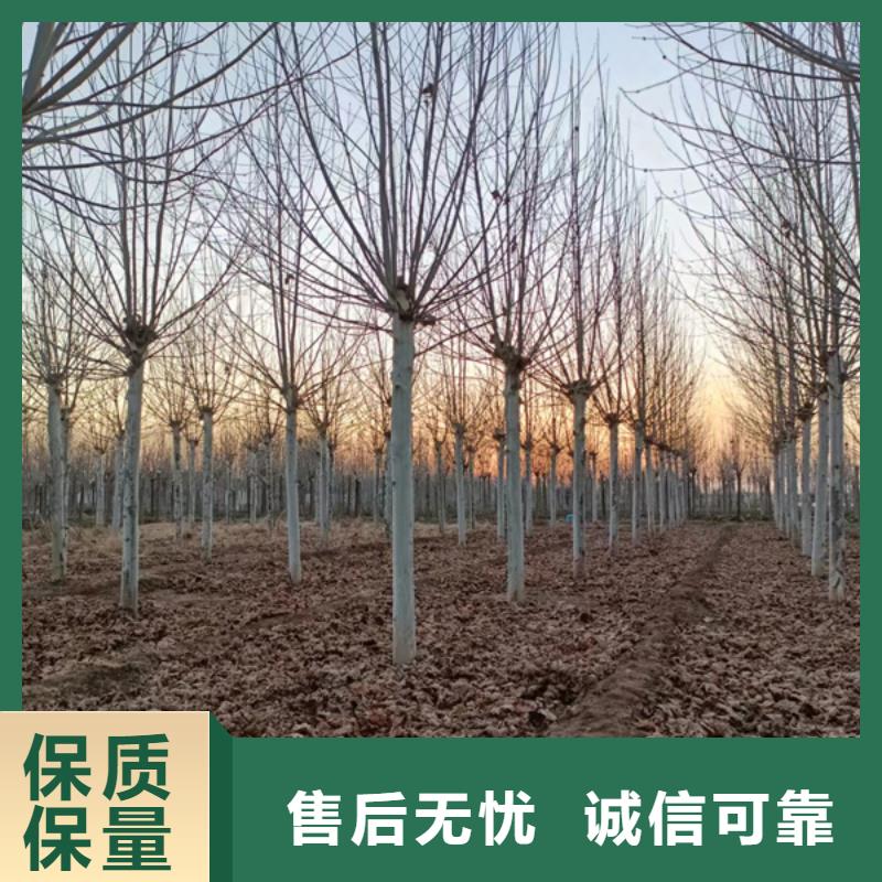 速生法桐价格合理法桐