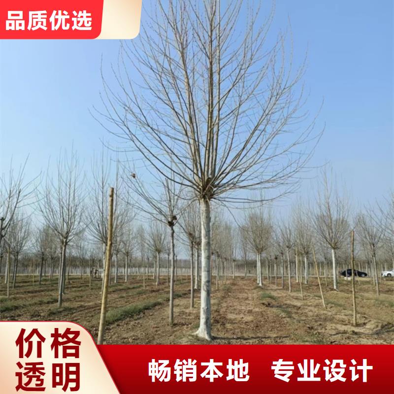 速生法桐报价法桐