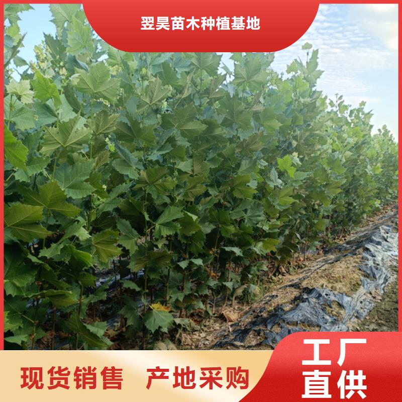 信誉好的法桐小苗厂家_质量保证