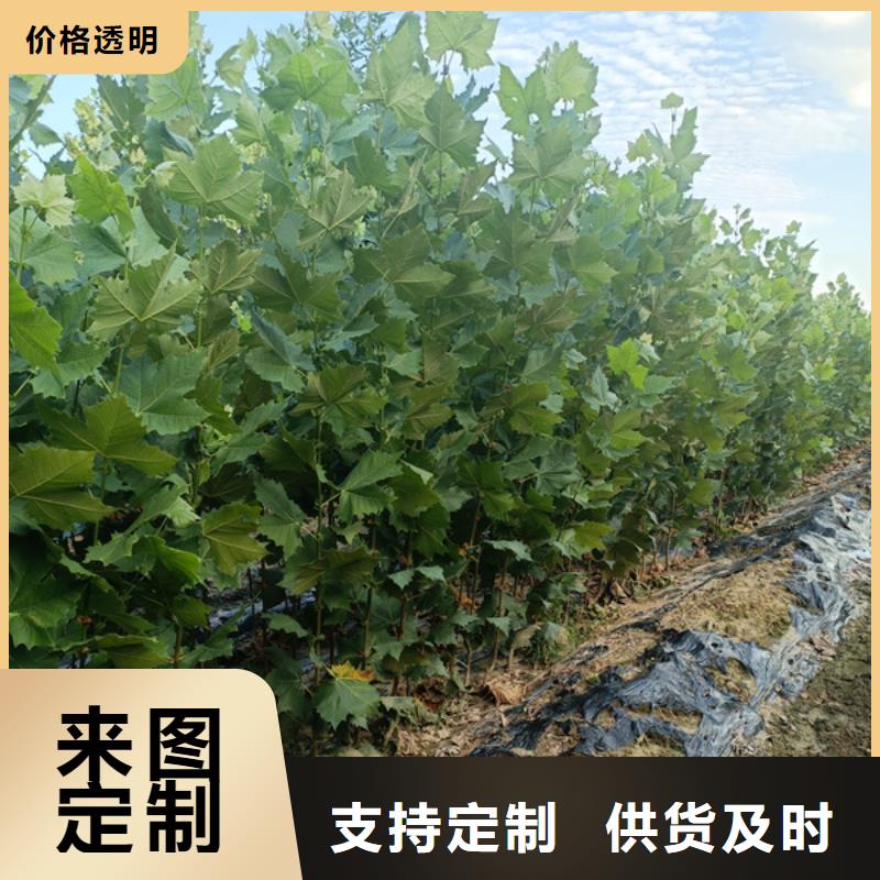 法桐白蜡价格地道