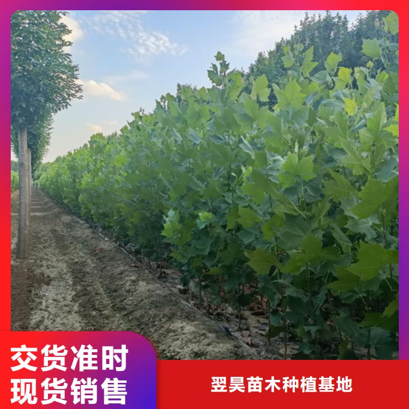 法桐黄金槐质量牢靠