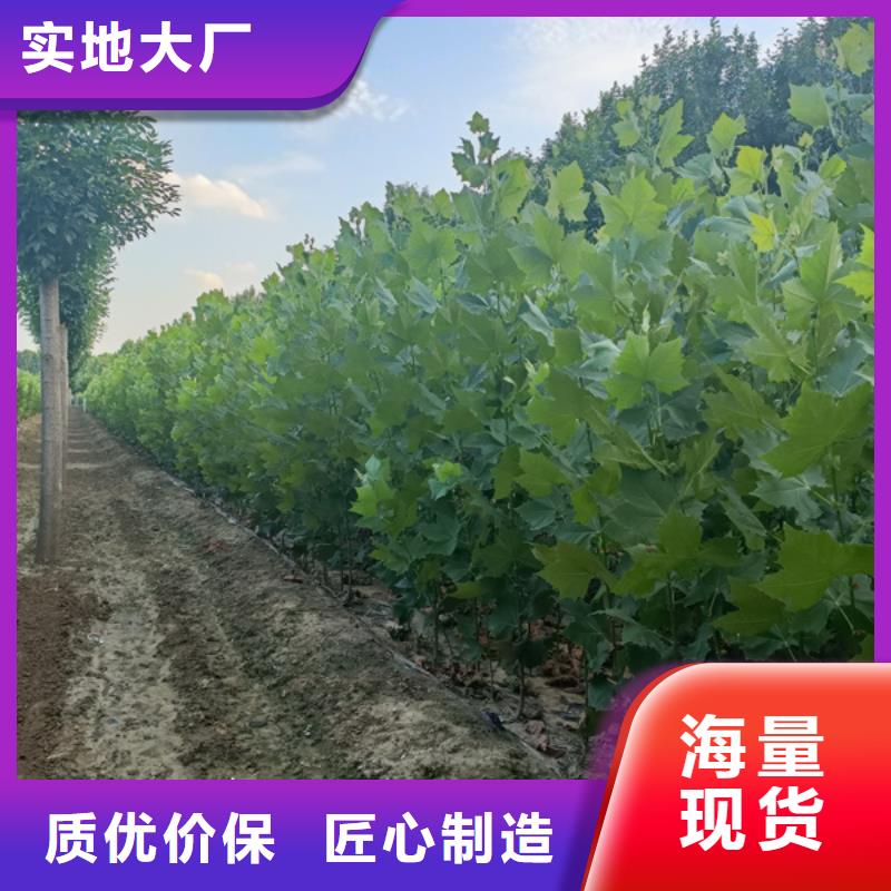 法桐种植基地法桐