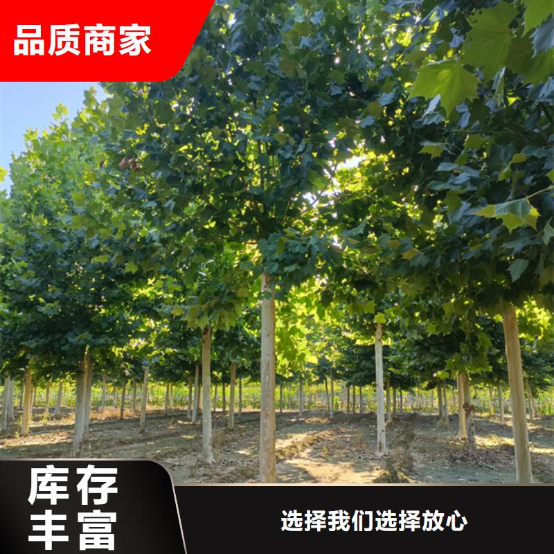 15公分法桐种植基地法桐