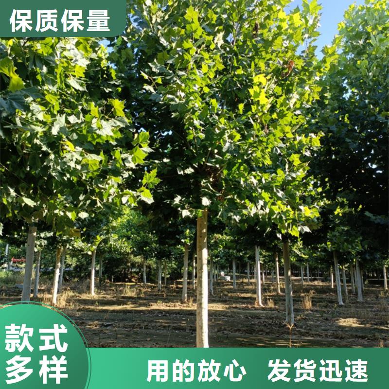【法桐国槐产品优势特点】