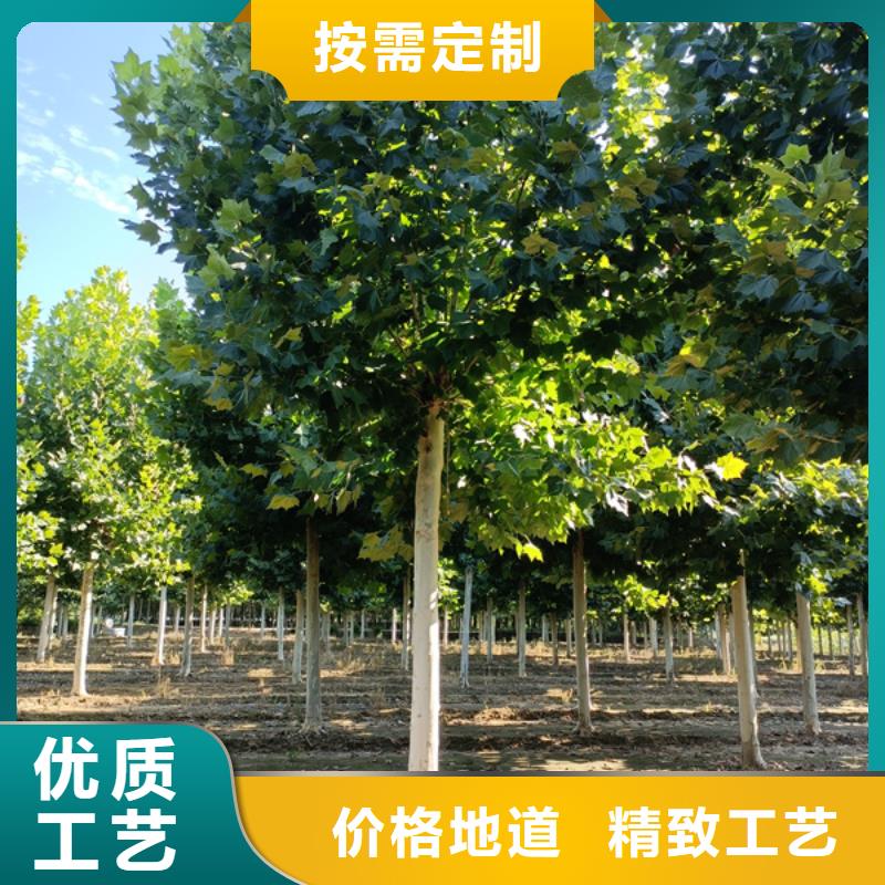 法桐【白蜡】工艺精细质保长久