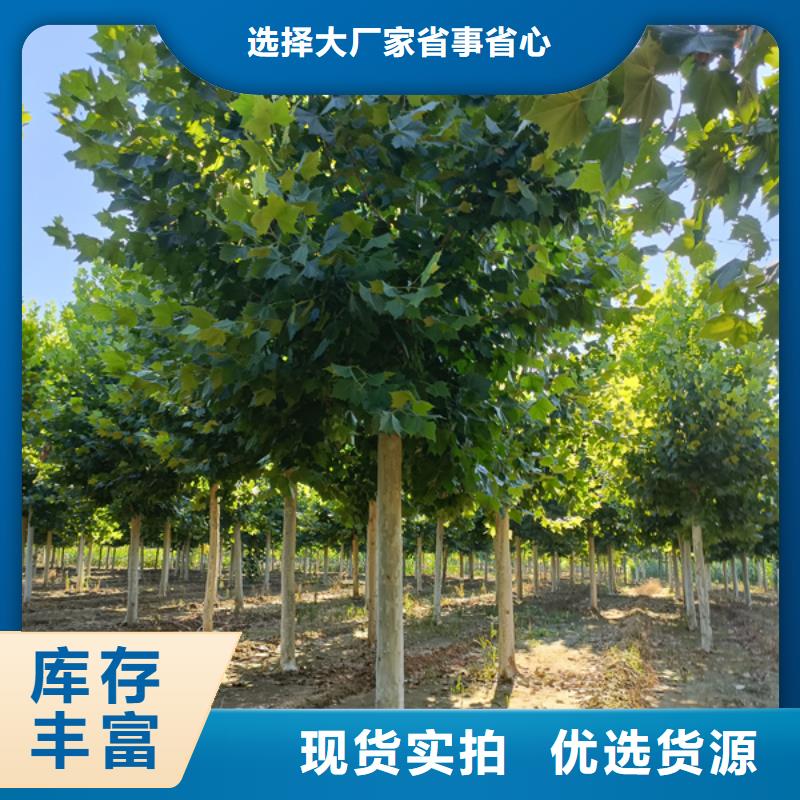 法桐种植基地法桐