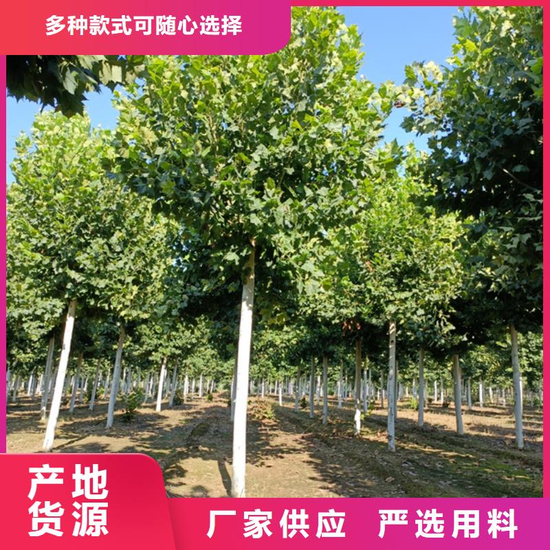 法桐黄金槐工厂直销