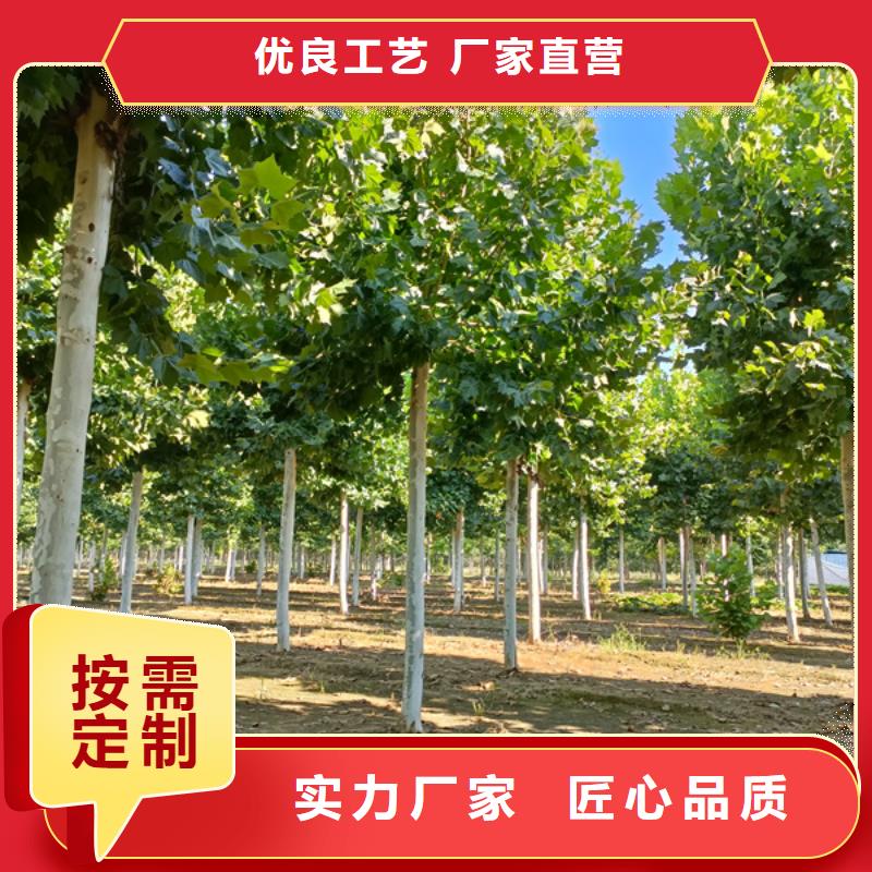 法国梧桐价格低法桐