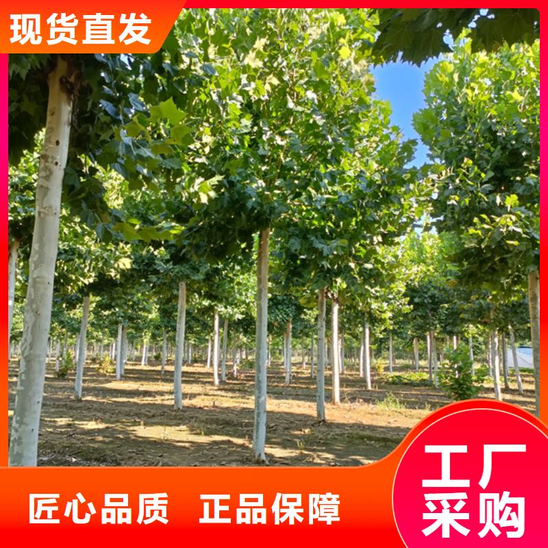 10公分法桐价格货源充足法桐