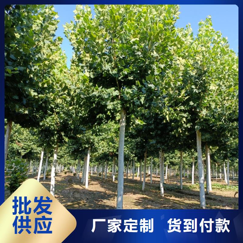 22公分法桐价格货源充足法桐