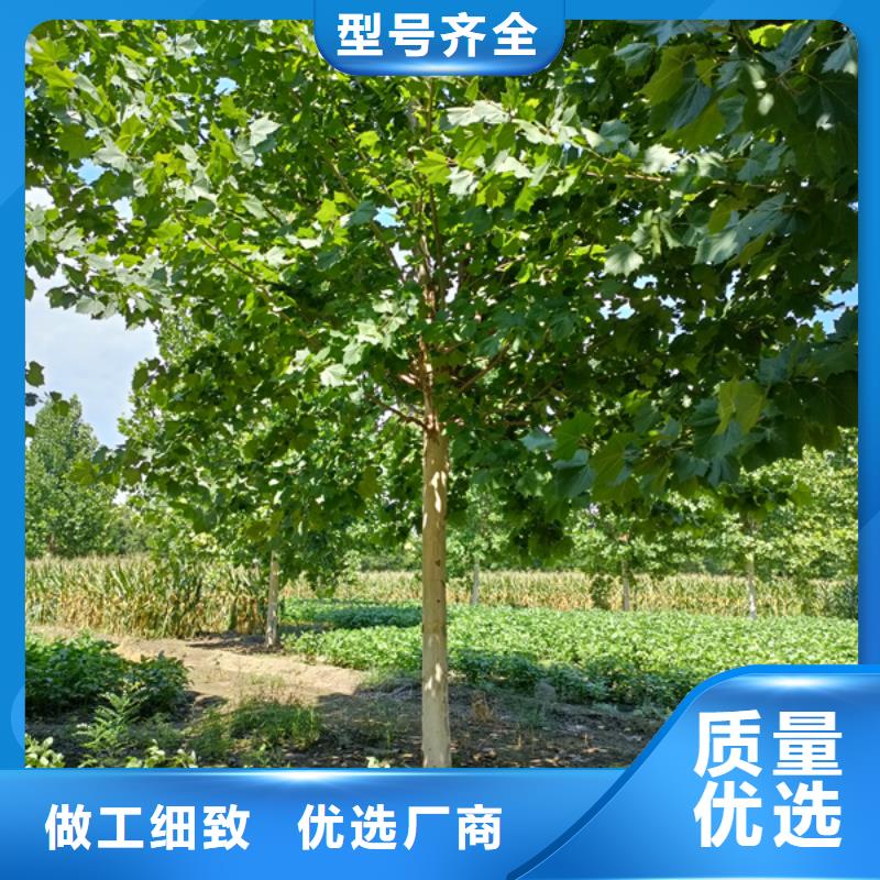 法桐白蜡价格地道