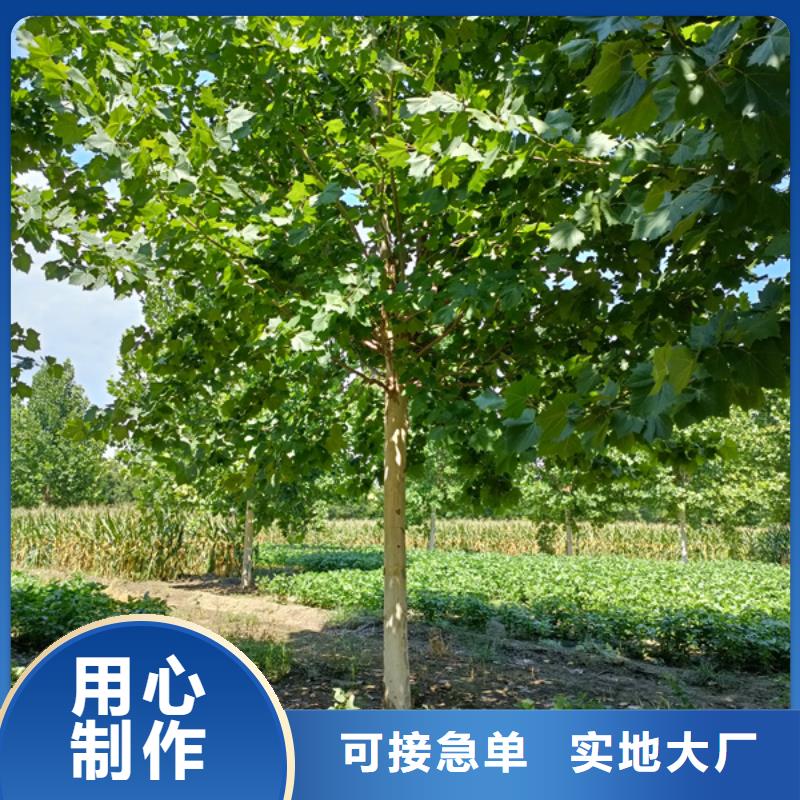 法桐_国槐海量现货
