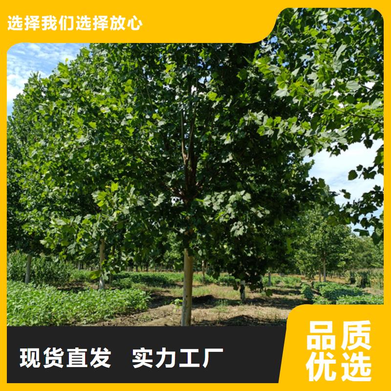 法桐厂家现货直销