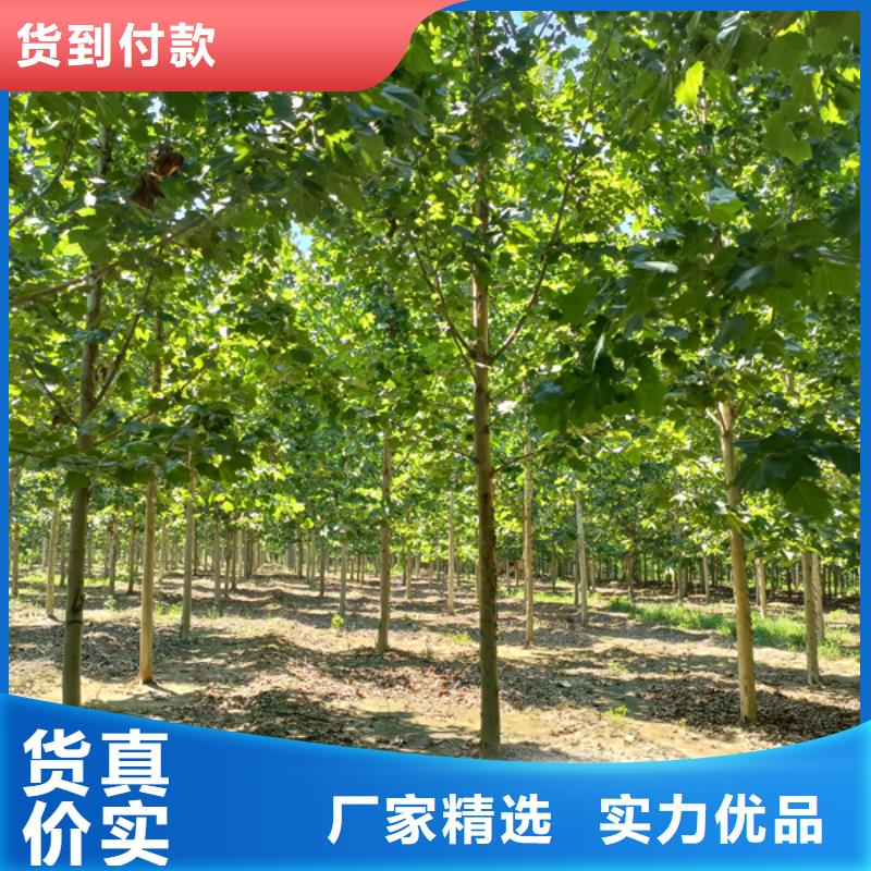法国梧桐价格低法桐