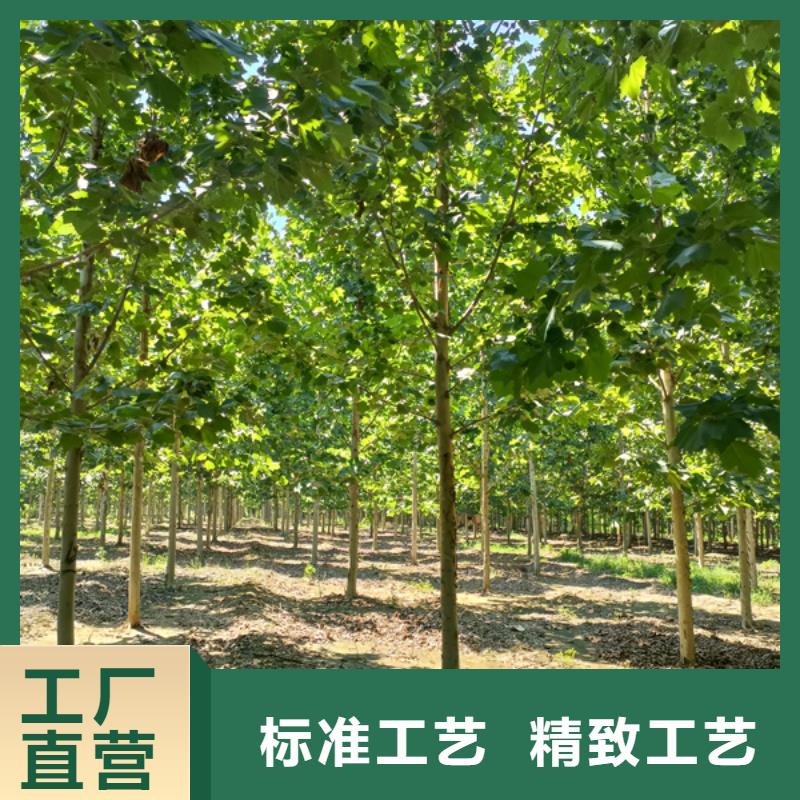 法桐价格种植基地法桐