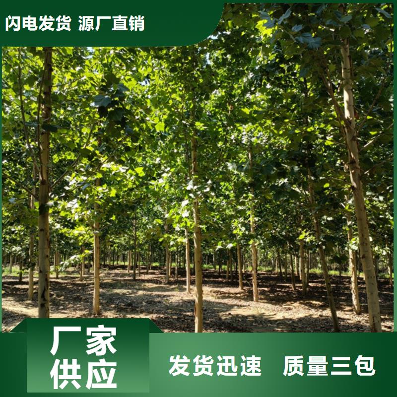 信誉好的法桐小苗厂家_质量保证