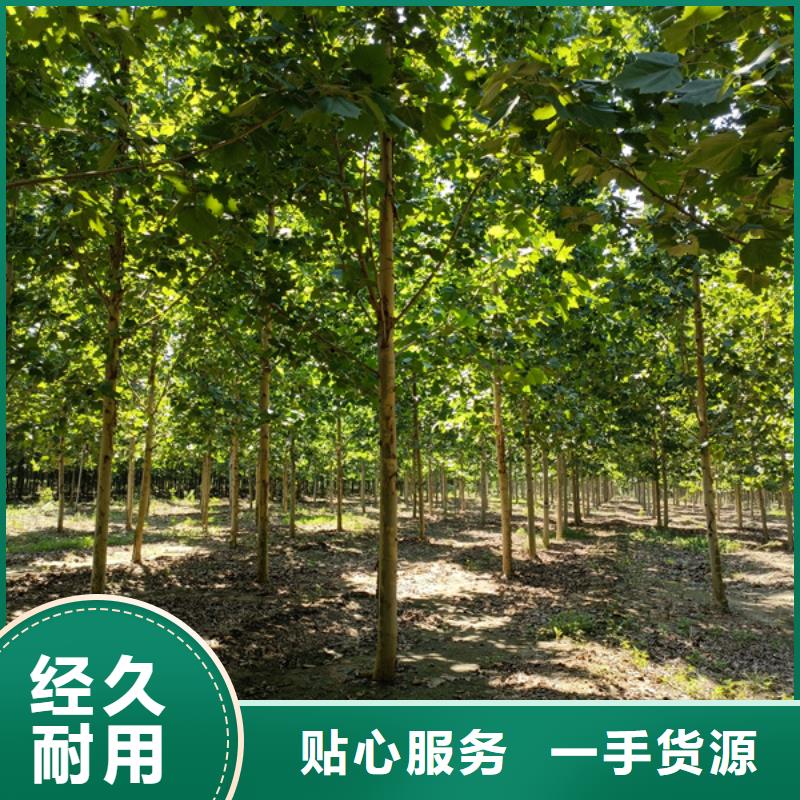 法桐黄金槐质量牢靠