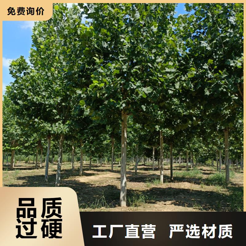 法桐,金叶槐好货有保障