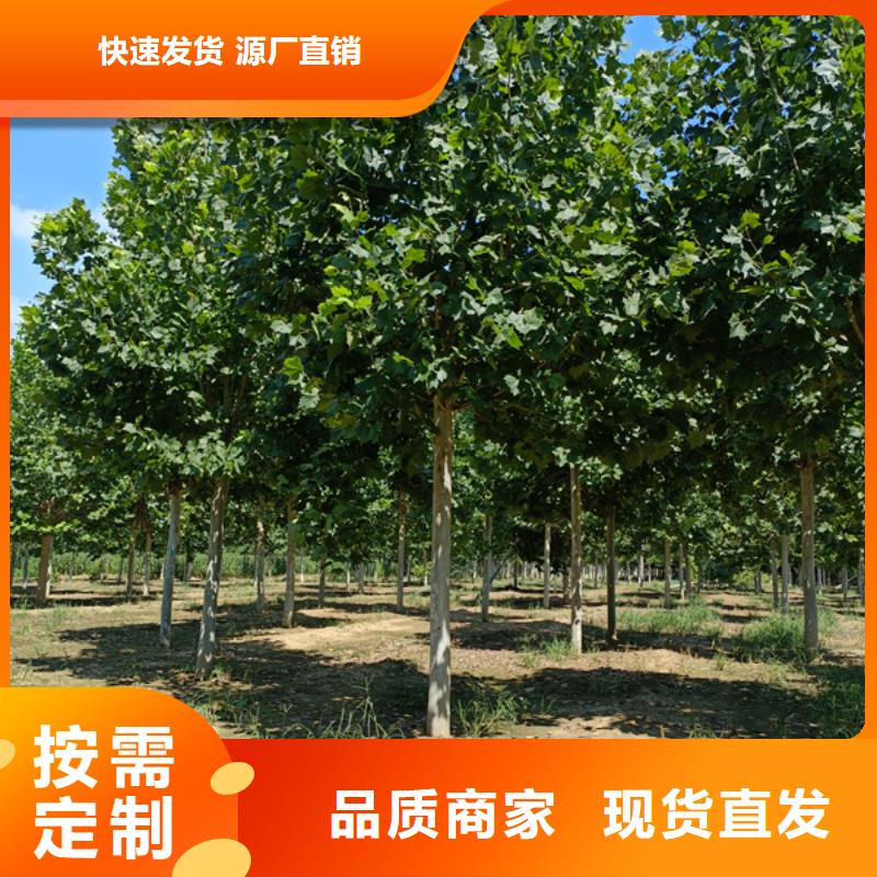 10公分法桐价格货源充足法桐