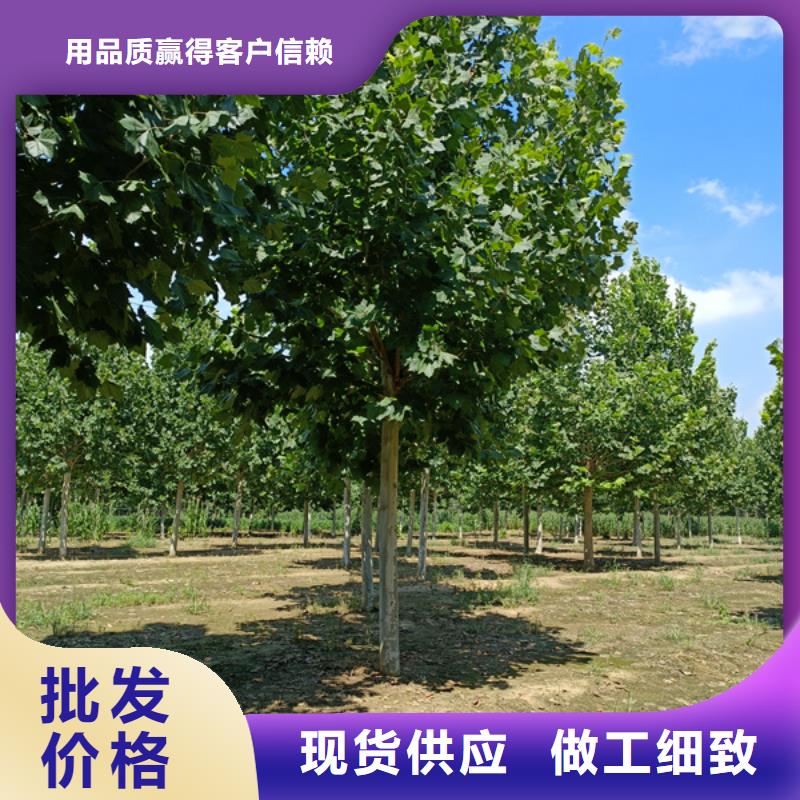 造型法桐现货直供法桐