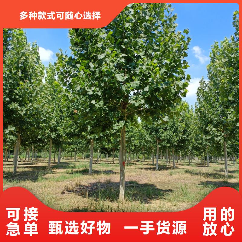 15公分法桐种植基地法桐