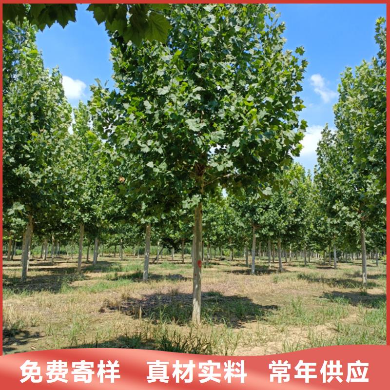 速生法桐量大从优法桐