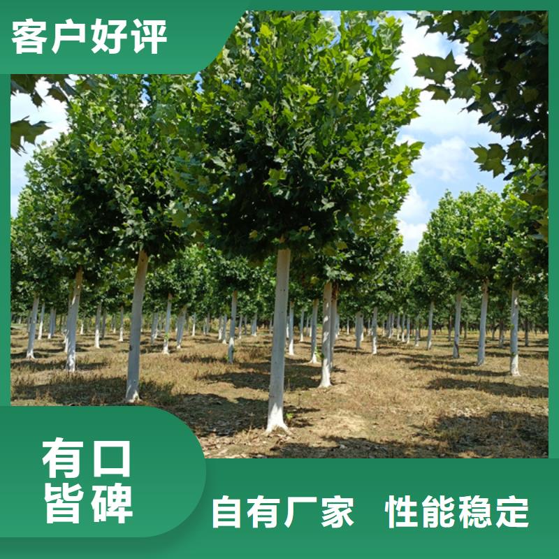 速生法桐价格合理法桐
