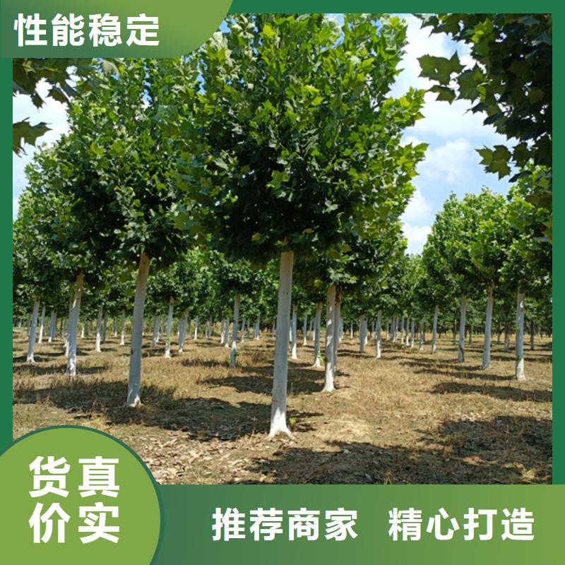 速生法桐常年现货