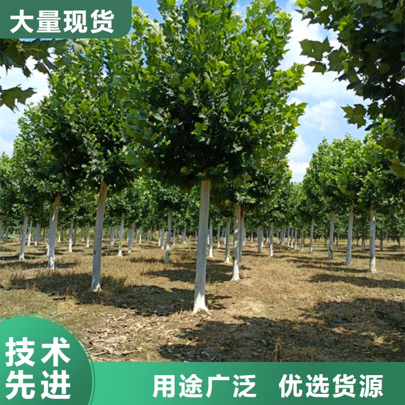 造型法桐量大从优法桐
