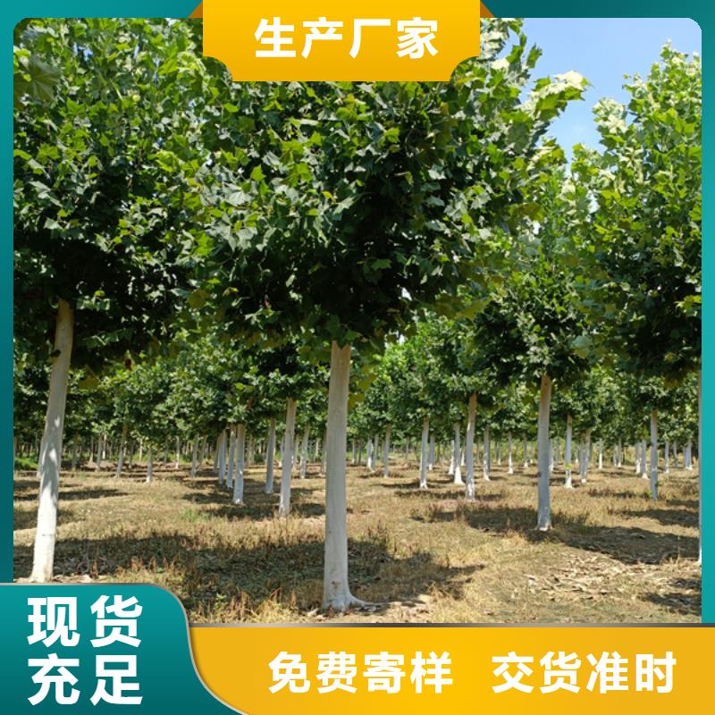15公分法桐种植基地法桐
