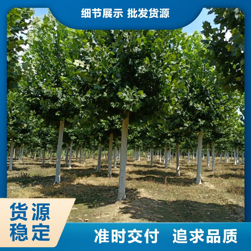 10公分法桐价格货源充足法桐