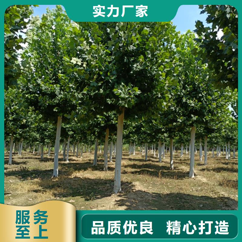 速生法桐放心选择法桐