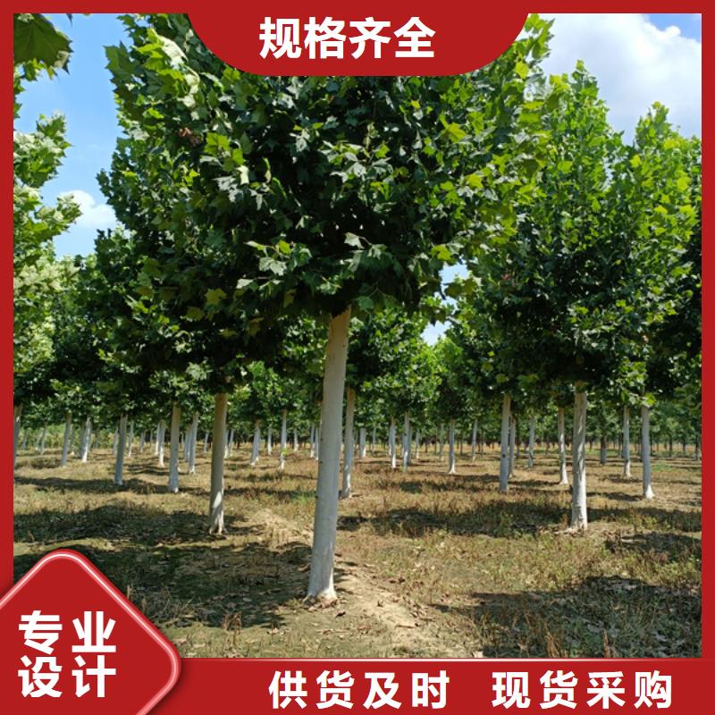 法桐黄金槐工厂直销