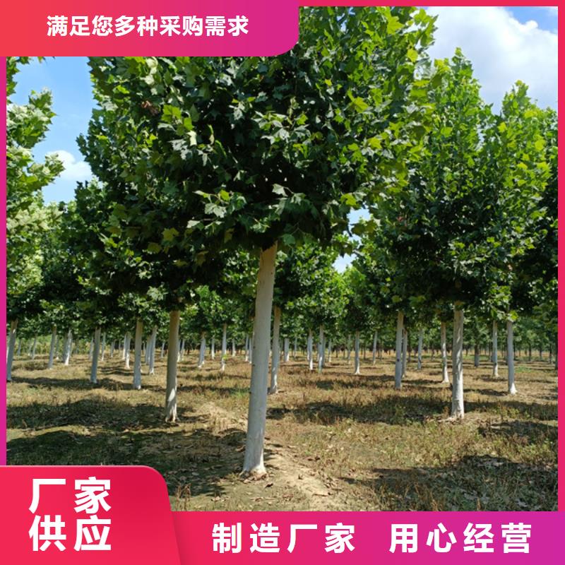 速生法桐价格低法桐
