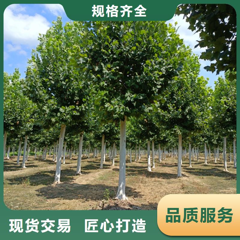 法桐小苗价格优惠法桐