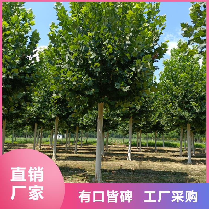 速生法桐放心选择法桐